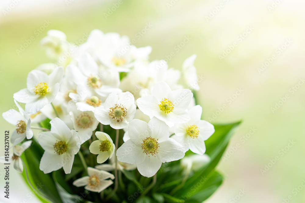 Fototapeta premium Beautiful white flower Helleborus niger. Christmas rose or black hellebore is an evergreen perennial flowering plant in the buttercup family Ranunculaceae.