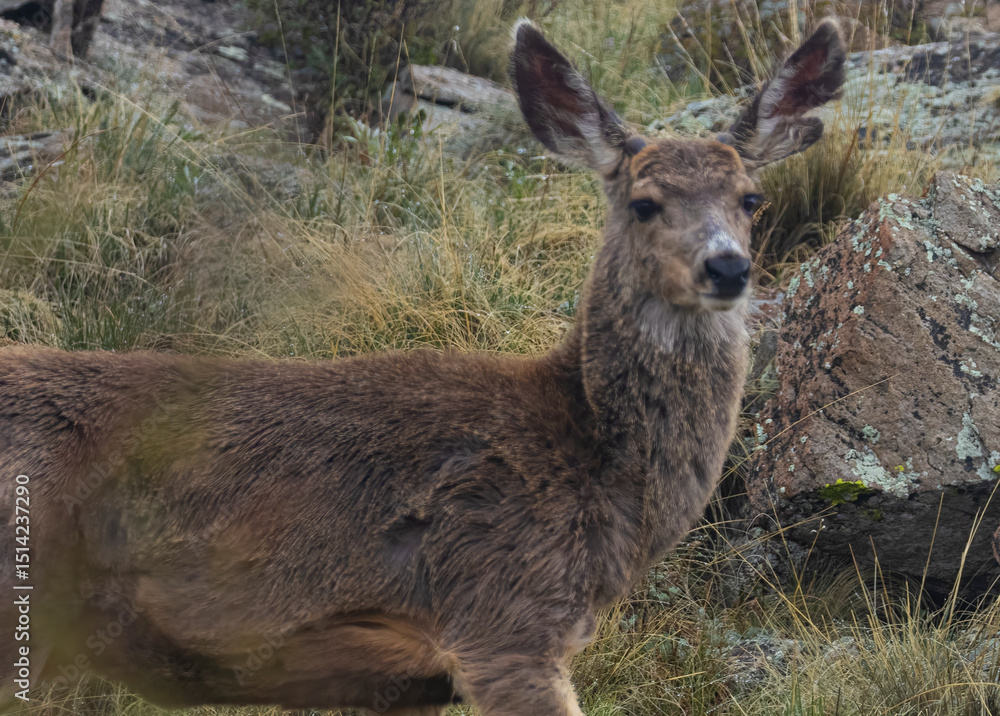 Obraz premium Mule deer portrait