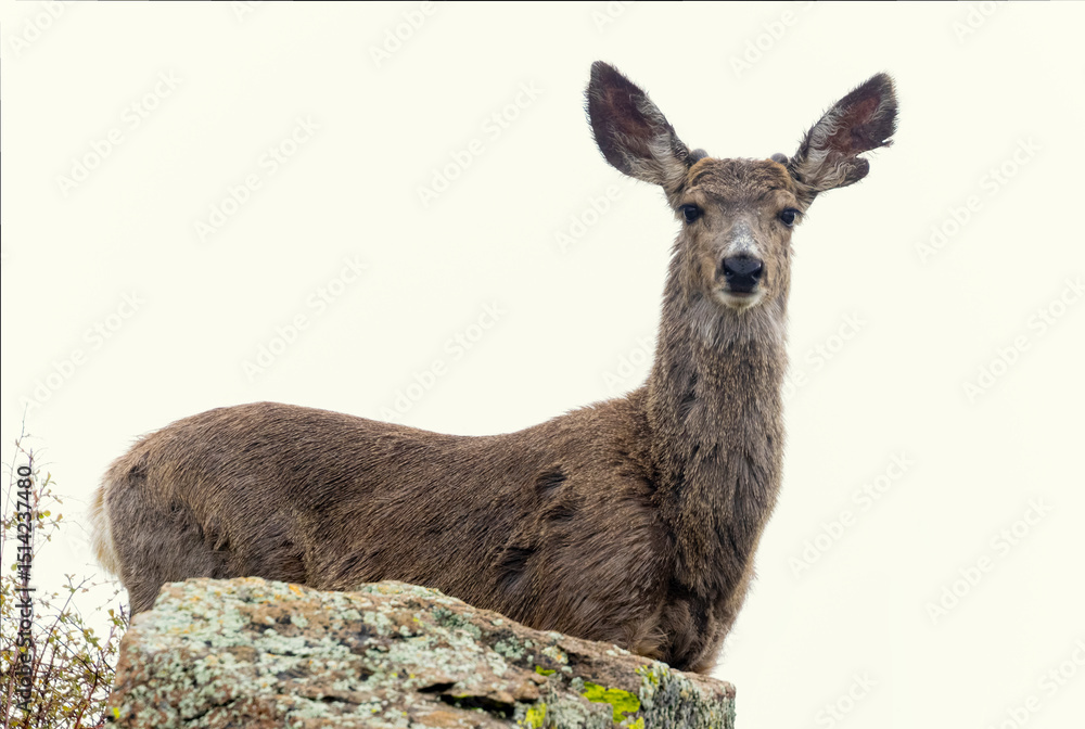 Fototapeta premium Mule deer in the woods