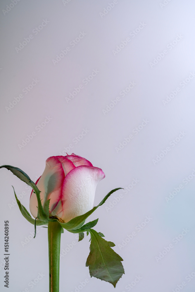 Fototapeta premium The simplicity of the composition highlights the flower's elegance.
