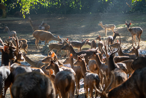 herd of deer