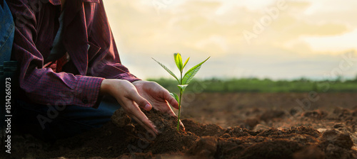 person is planting a seed in the dirt