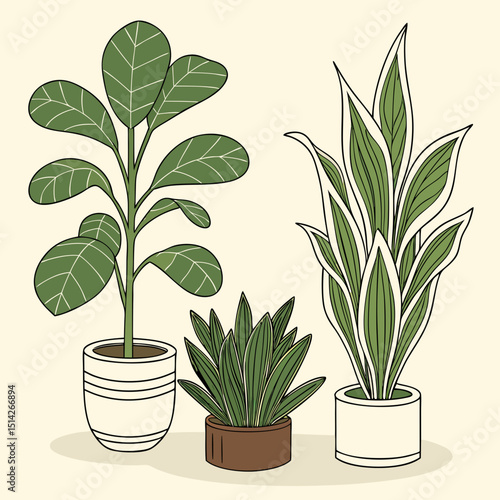 Three potted plants illustration home decor green leaves