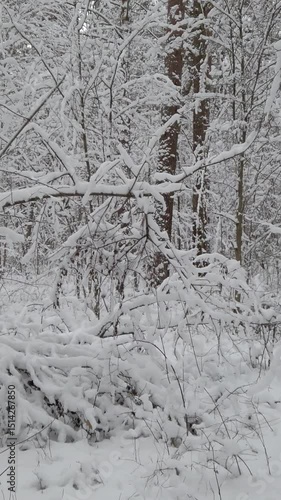 Winter nature. Vertical video of a white snow on branches and trees