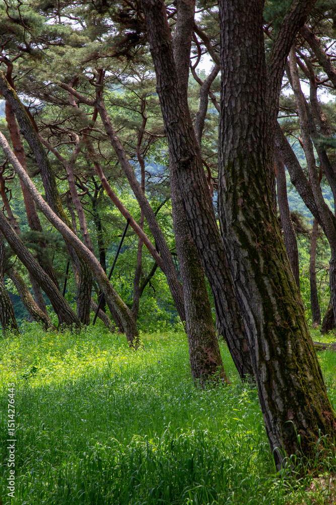 Fototapeta premium 청령포 역사 풍경 이야기