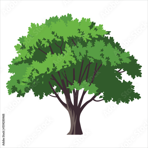 Lush green ash tree with deciduous foliage in vector format. Ideal for environmental graphics, woodland landscapes, and botanical study illustrations.