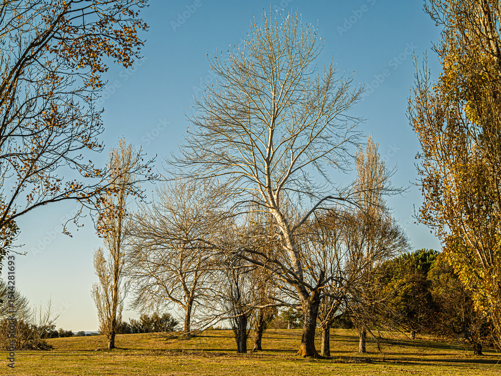 Fototapeta premium Late Afternoon Birch Tree In Sun