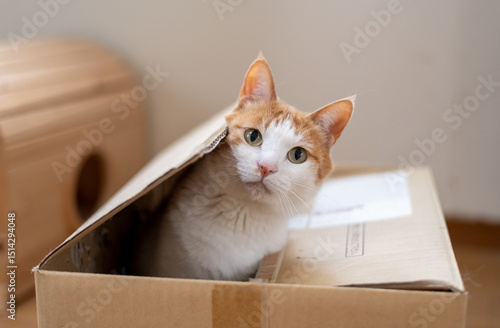 Plakat w ramie ダンボール箱に入った猫 茶トラ白 