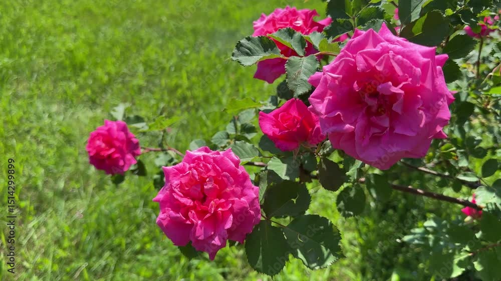 Roses beautiful pink flowers in rose garden. Roses beautiful pink flowers in rose garden.