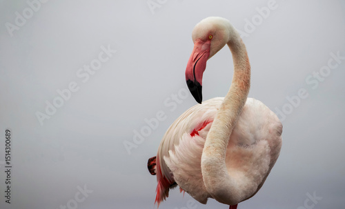 Detailed portrait of an African Flamingo in vivid pink tones set against a blue background. Perfect for wildlife, exotic birds, nature, and colorful design projects.