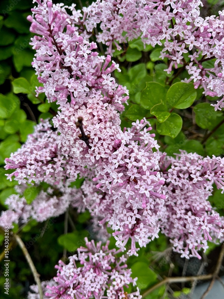 Fototapeta premium lilac