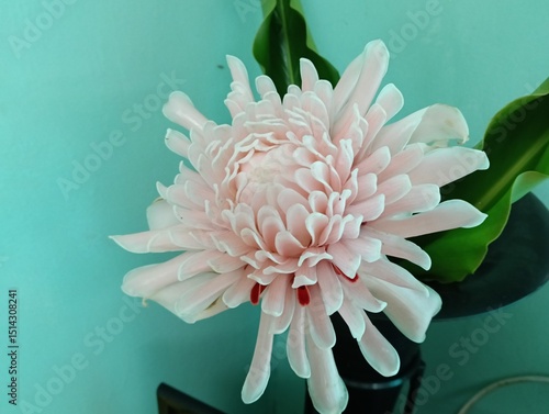 Etlingera elatior  also known as torch ginger, ginger flower, red ginger lily, torchflower, torch lily, wild ginger, honjé, combrang, kecombrang,, bunga kantan,( Philippine) wax flower, (Indonesian) t