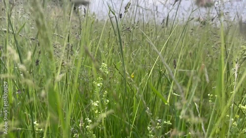Wiese