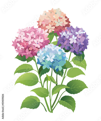Assorted Hydrangea Blooms Illustration