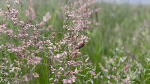 Wiese mit Insekten