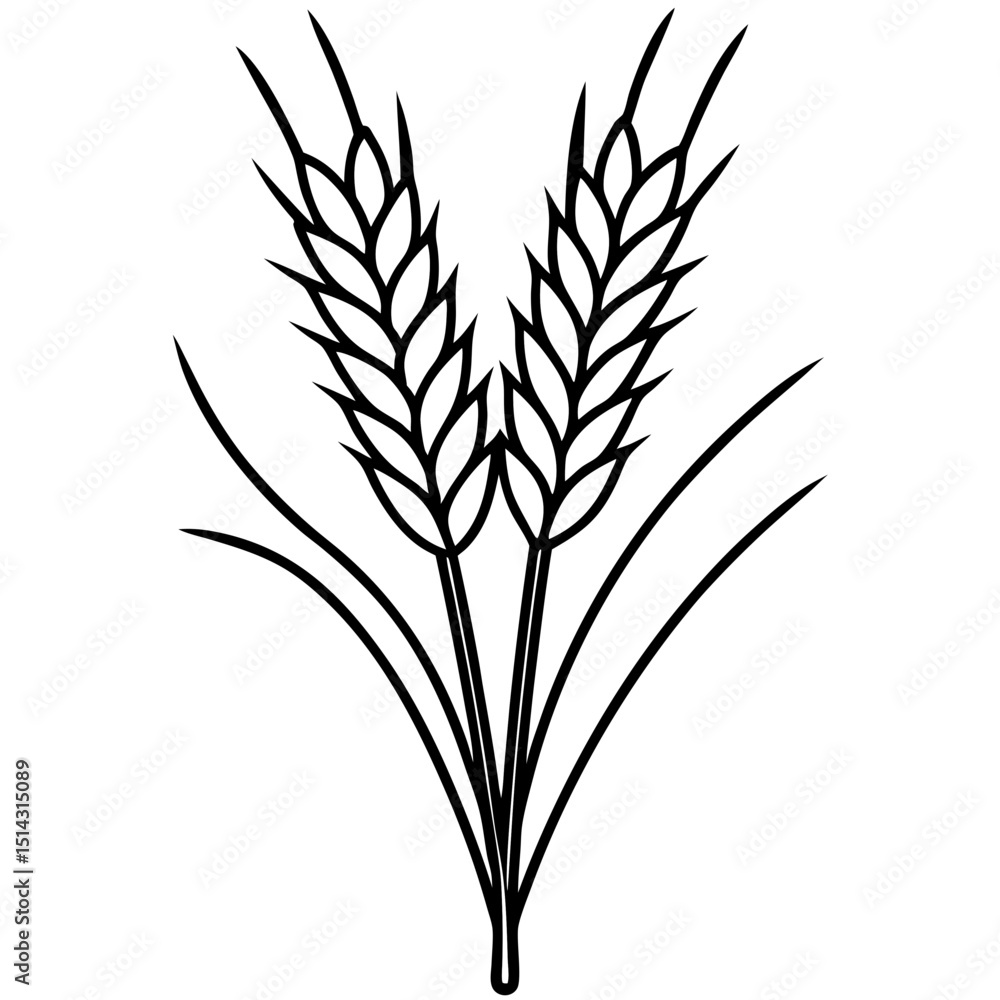 wheat ears isolated on white wheat ears isolated on white