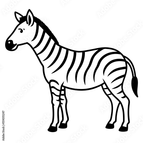 zebra isolated on white