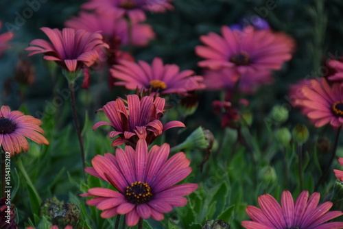 pink flowers in the garden