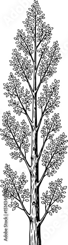 Tall Tree Illustration (Black and White)