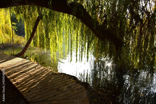 sunset in the forest