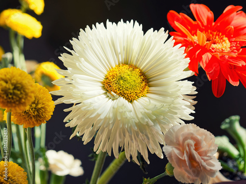 Flowers, apple tree flower, amaranth flower, sunflower, Bellis perennis, daisy, green leaves, green leave veins