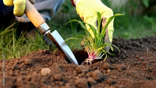 A person is preparing to plant seeds in rich soil using a garden knife, surrounded by green grass and plants. This activity highlights the joy of nurturing a garden.