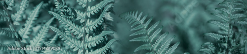 Natural light green fern wallpaper.