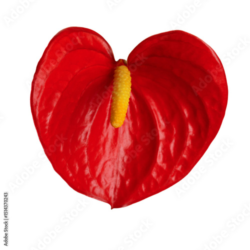 Elegant Red Anthurium Flower Isolated Against Transparent Background