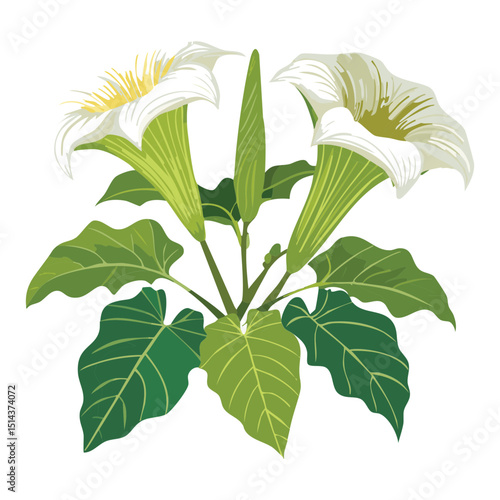 Elegant White Trumpet Flower Illustration