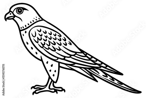 Detailed Kestrel Bird Line Drawing Vector