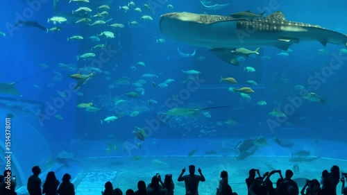 沖縄　美ら海水族館