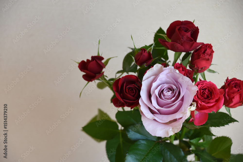 Obraz premium 紫と赤のばら