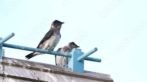 a pair of purple martins chirping and singing on top of their birdhouse