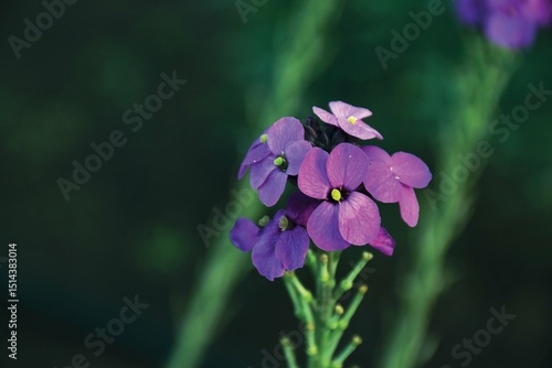 purple flowers in the garden