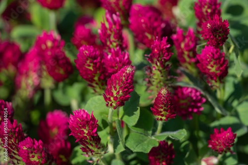 Bright Red Clover Flowers in a Vibrant Green Meadow