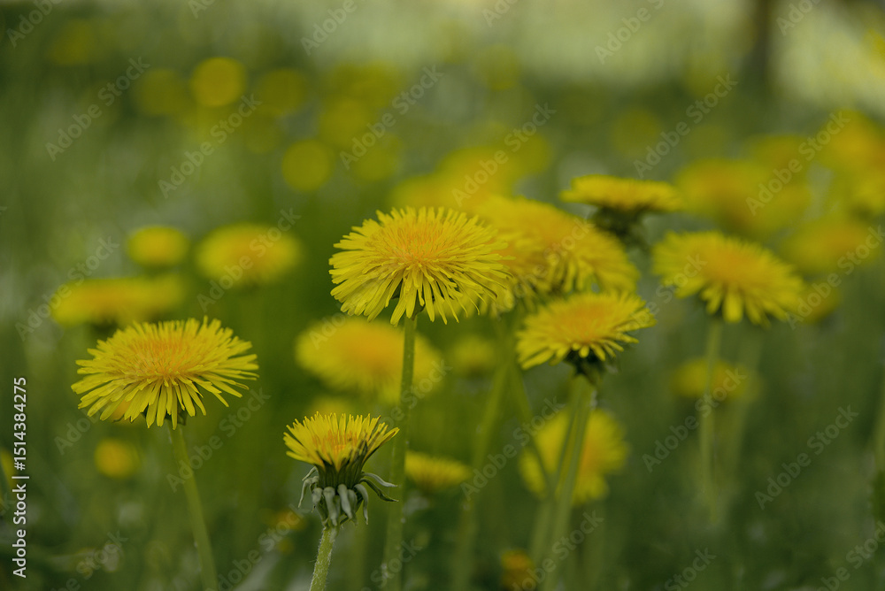 Beautiful yellow dandelions on a green meadow on a sunny summer day. Beautiful yellow dandelions on a green meadow on a sunny summer day.