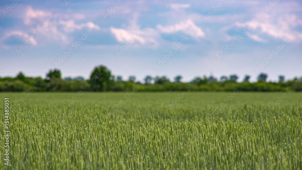 Fototapeta premium Field with green wheat, agrarian summer landscape