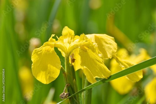 Foto 鶴見緑地の黄菖蒲