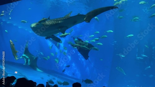 ジンベエザメとブラックマンタ　美ら海水族館　沖縄