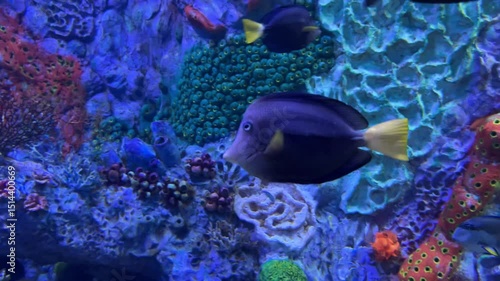 Vibrant underwater coral reef with diverse tropical fish swimming.