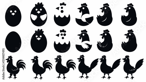 Black and white illustration showing the life cycle of a chicken from egg to full grown bird hatching out 100 |eps vectors set silhouette