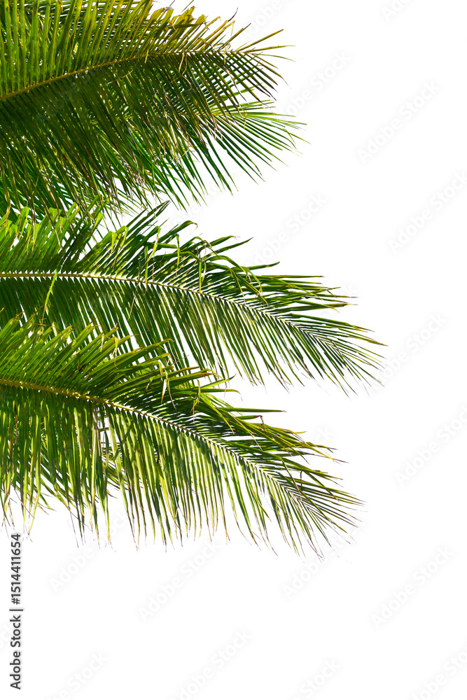 Palm tree leaves texture white background isolated closeup, coconut palm leaf decoration, green palm branch frame, exotic foliage pattern, design element for tropical island, sea beach, summer holiday Palm tree leaves texture white background isolated closeup, coconut palm leaf decoration, green palm branch frame, exotic foliage pattern, design element for tropical island, sea beach, summer holiday