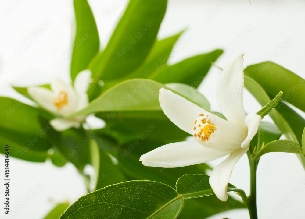 Obraz premium ゆずの花 スタジオ撮影