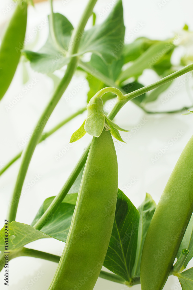 Obraz premium スナップエンドウの花 白バック