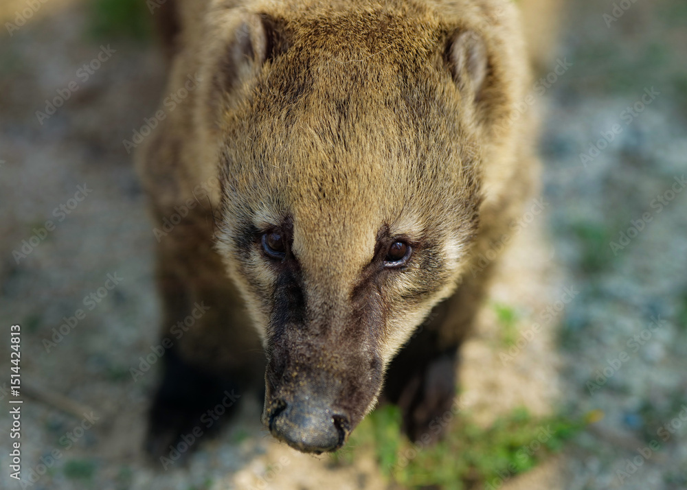 Obraz premium cute raccoon face