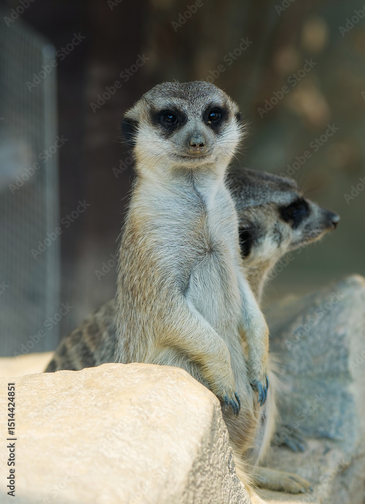 meerkat on guard duty meerkat on guard duty