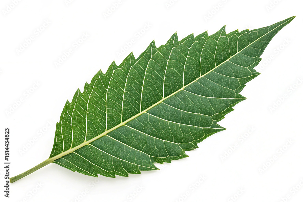 Obraz premium Neem leave isolated on transparent background