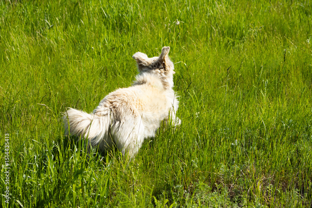 Obraz premium Tabby dog walking in green grass