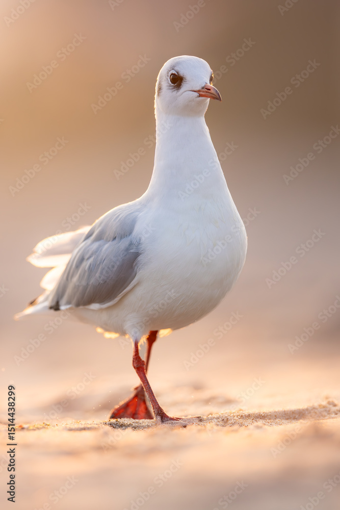 Obraz premium Walking black-headed gull (Chroicocephalus ridibundus) on sandy beach at sunrise, soft warm light, close-up, shallow depth of field, nature, wildlife, peaceful moment.