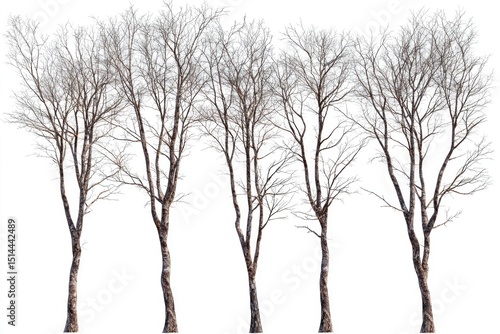 Group of bare winter trees against a white background.